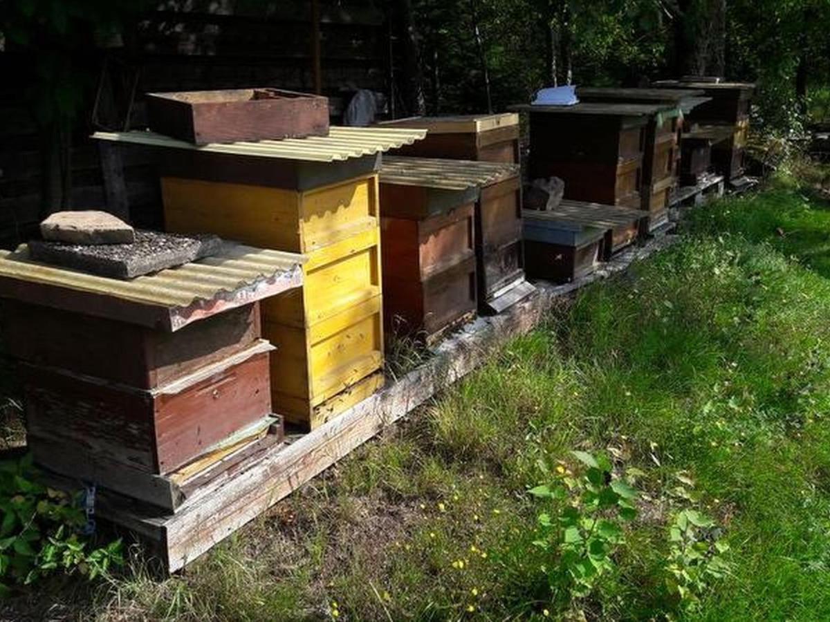 Haus Zur Bienenweide Lägenhet Schömberg Exteriör bild