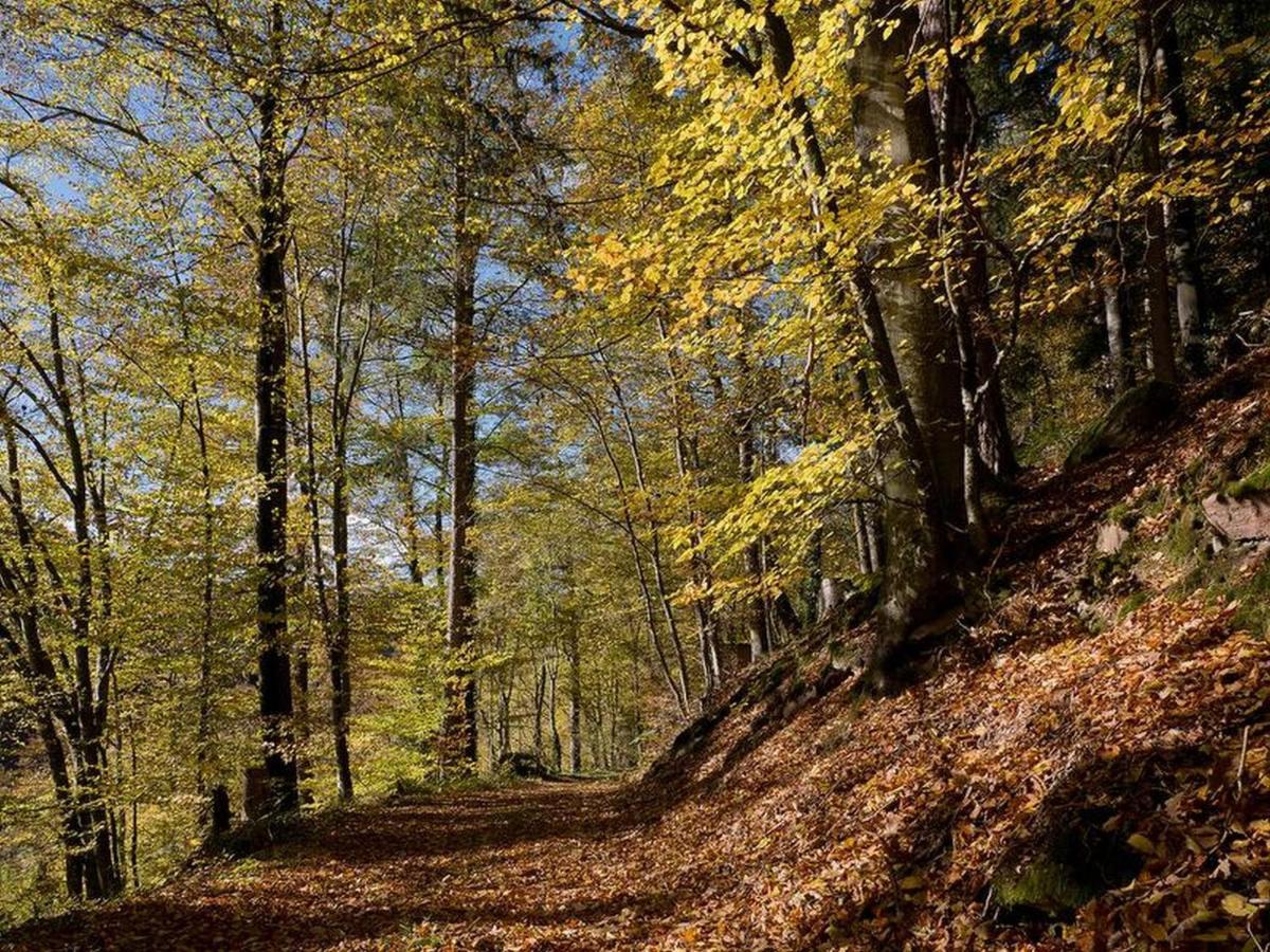 Haus Zur Bienenweide Lägenhet Schömberg Exteriör bild