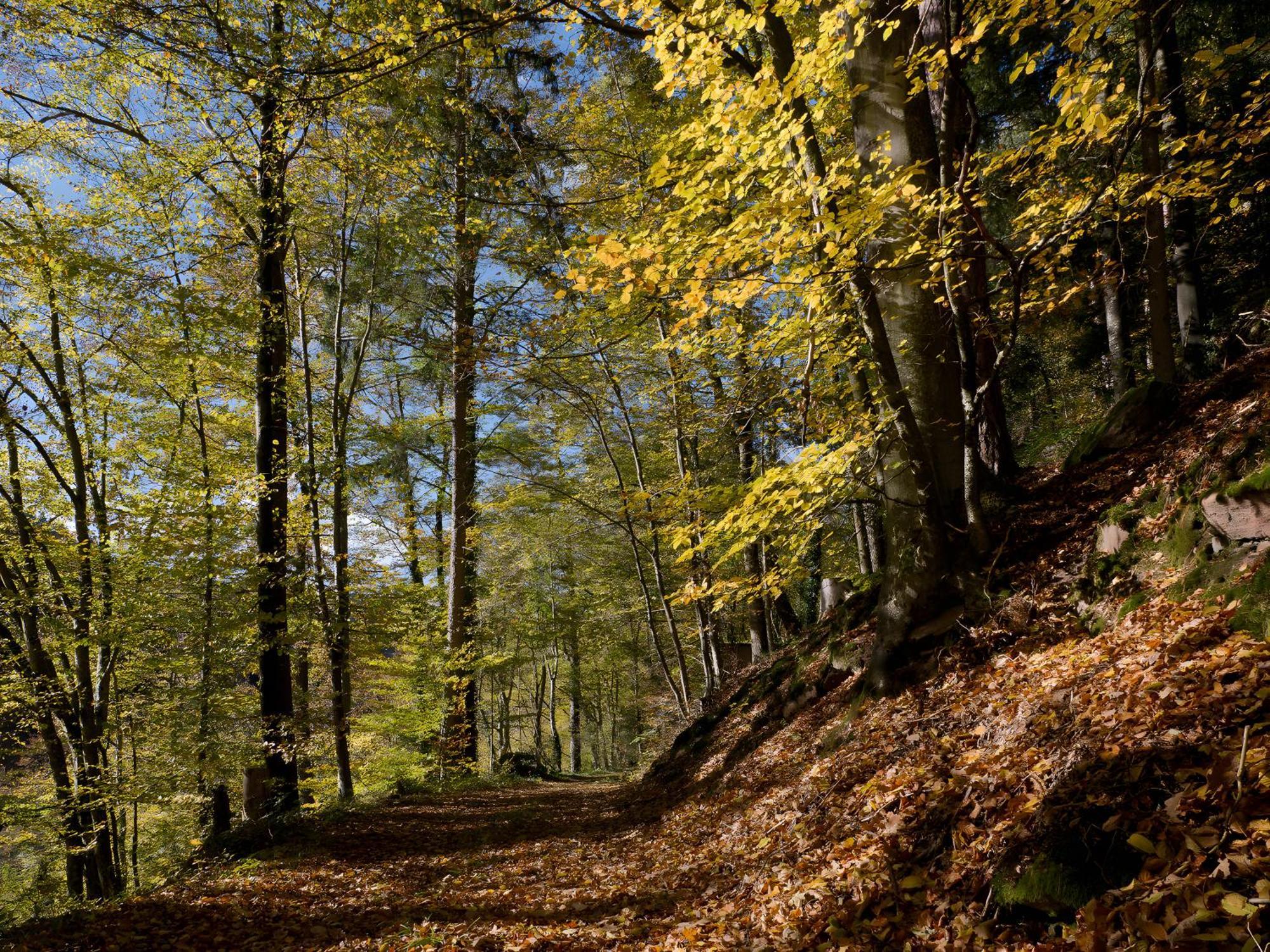 Haus Zur Bienenweide Lägenhet Schömberg Exteriör bild